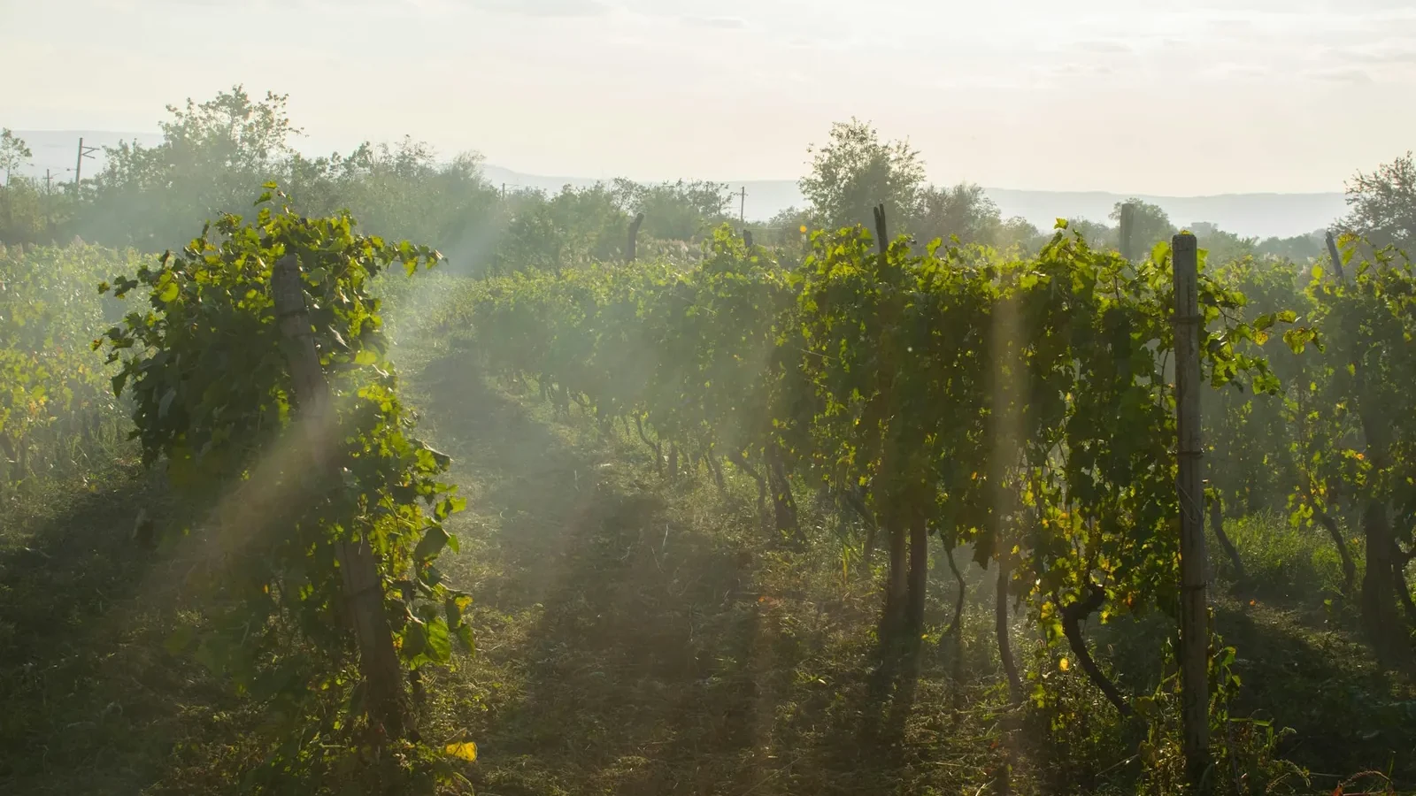 Golden hour through the vineyard 🍇