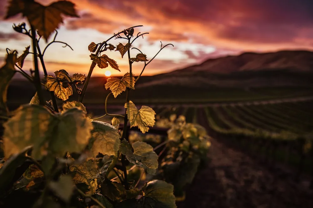Golden sunset illuminating vineyard leaves in Santa Maria, CA
