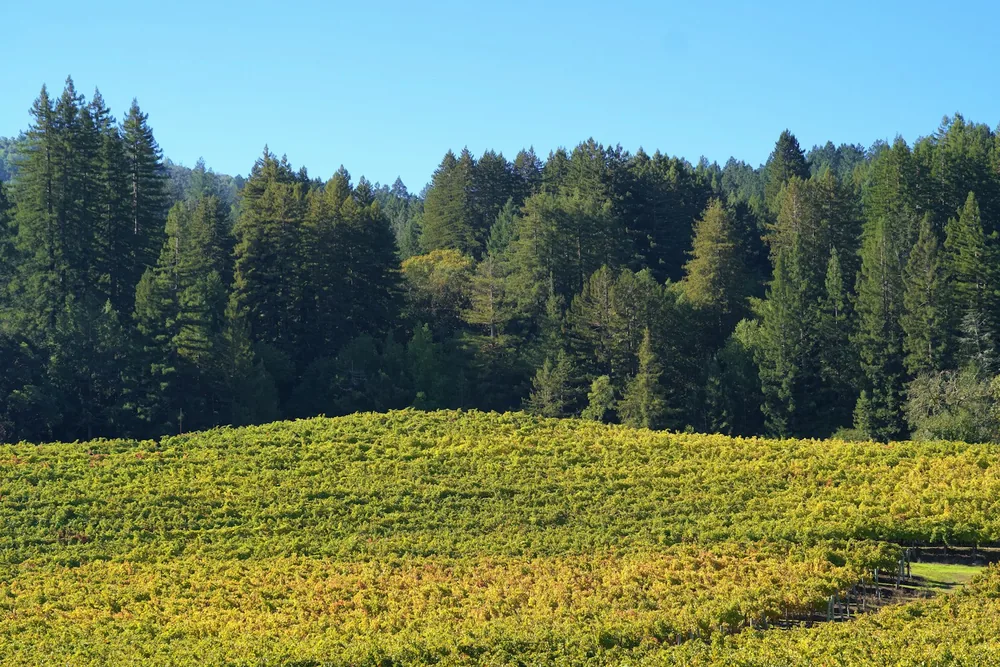 Golden vineyard rows with a forest backdrop