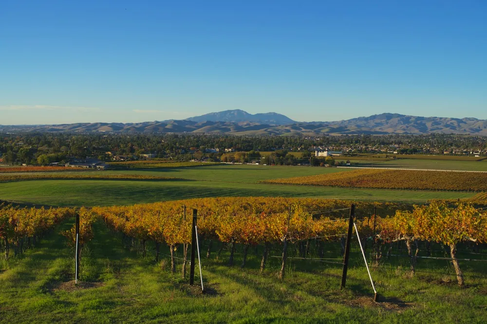 Golden vineyard rows with distant mountains under blue sky
