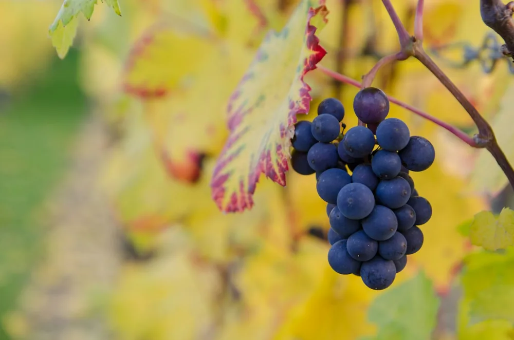 Grape fruit ready for harvest