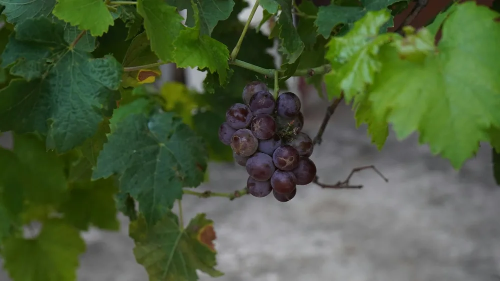 Grape fruits hanging to the grape vine plant