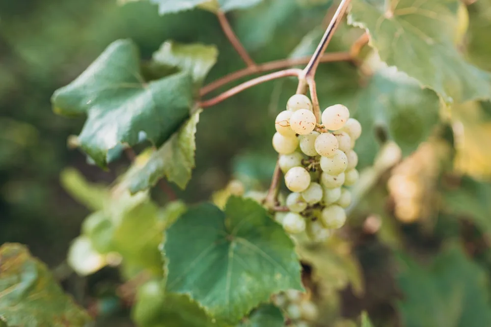 Grape growing on the grape vines