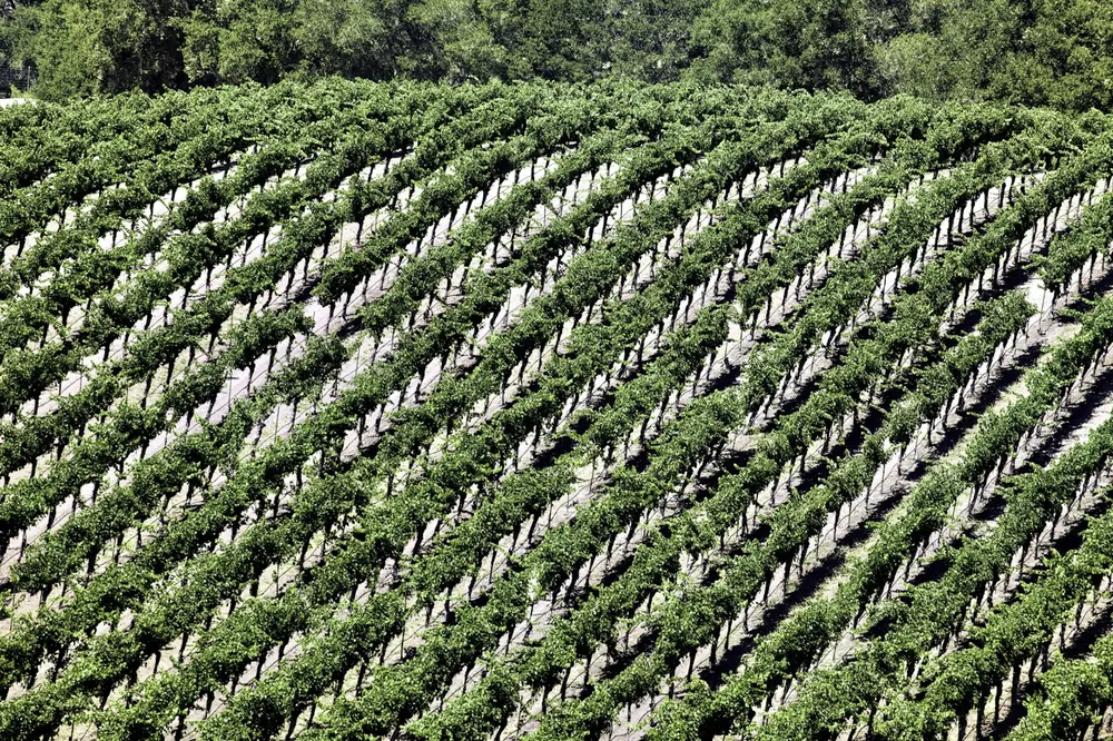 Grape growing season in California