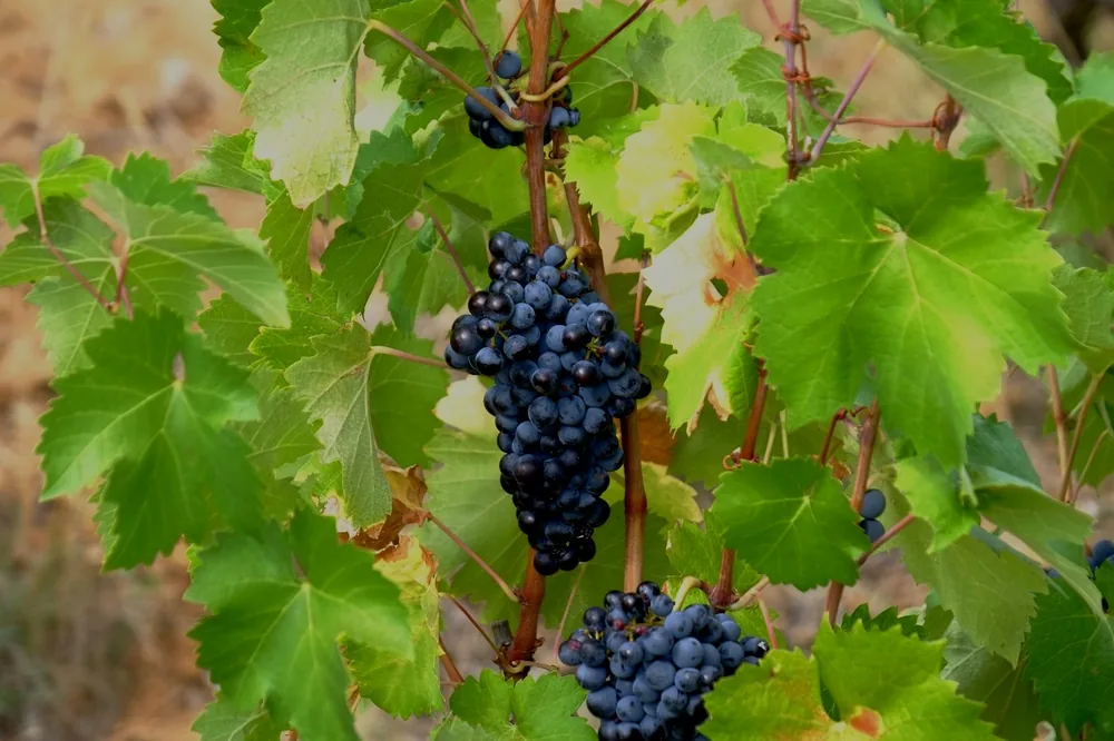 Grape vines ready for harvesting