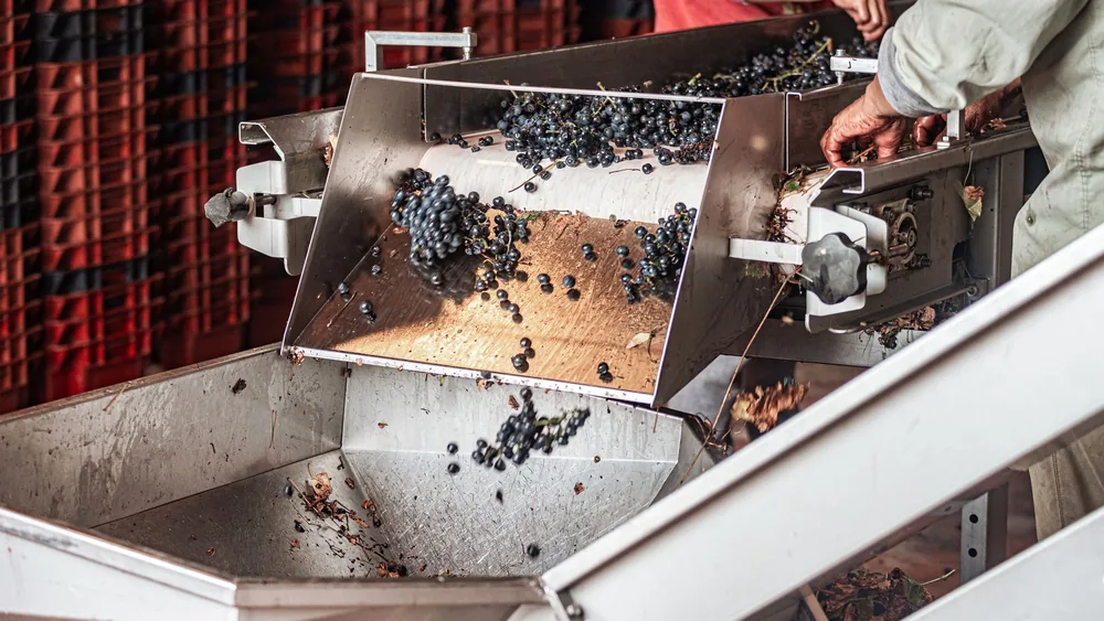 Grapes being processed in a wine production facility, with hands at work