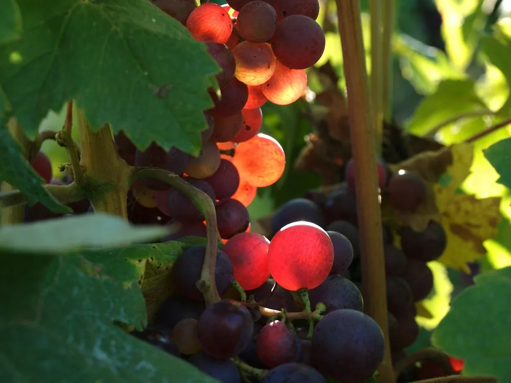 Grapes glow in the evening sun