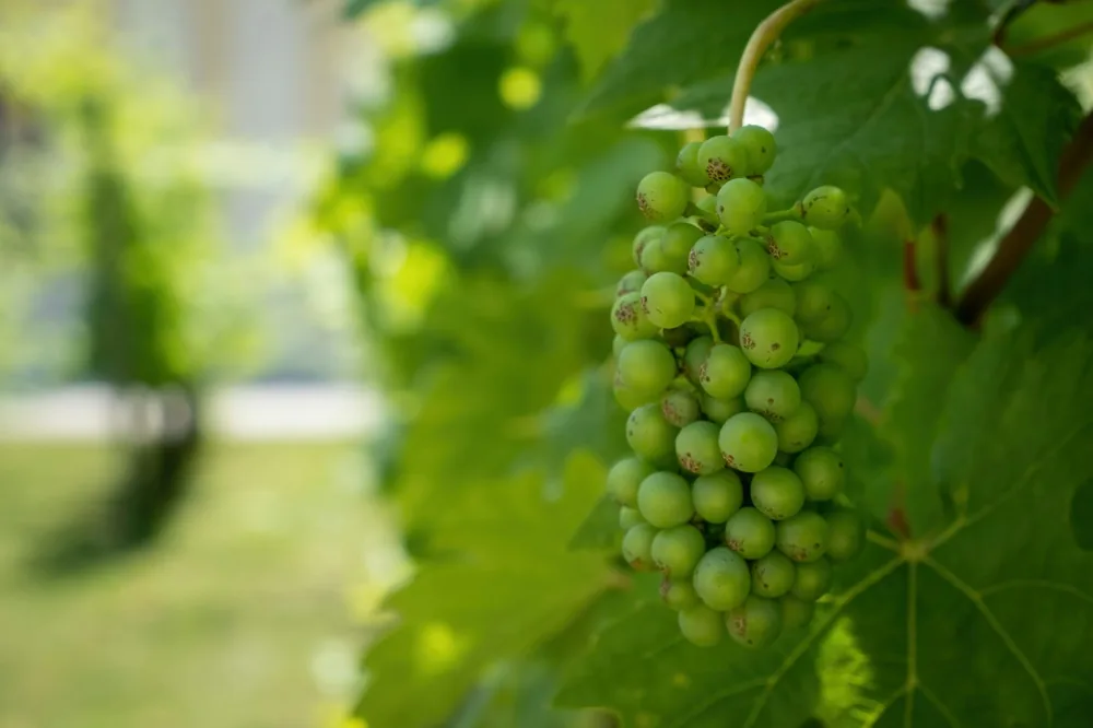 Grapes growing at a vineyard
