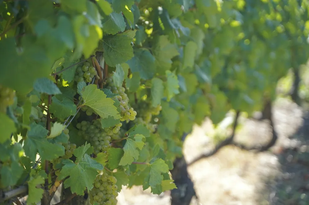 Grapes growing on a vineyard