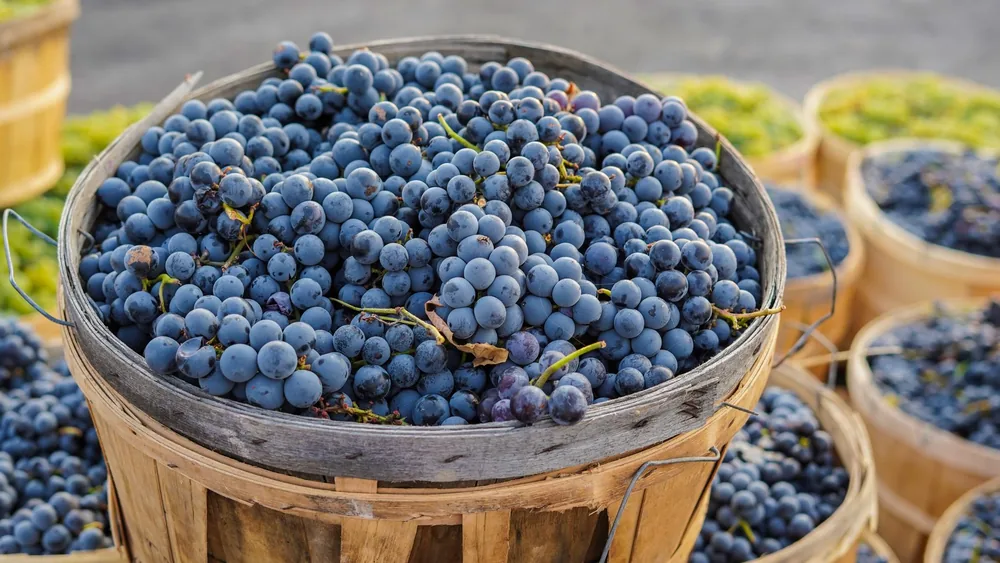 Grapes in wooden baskets, showcasing a bountiful harvest