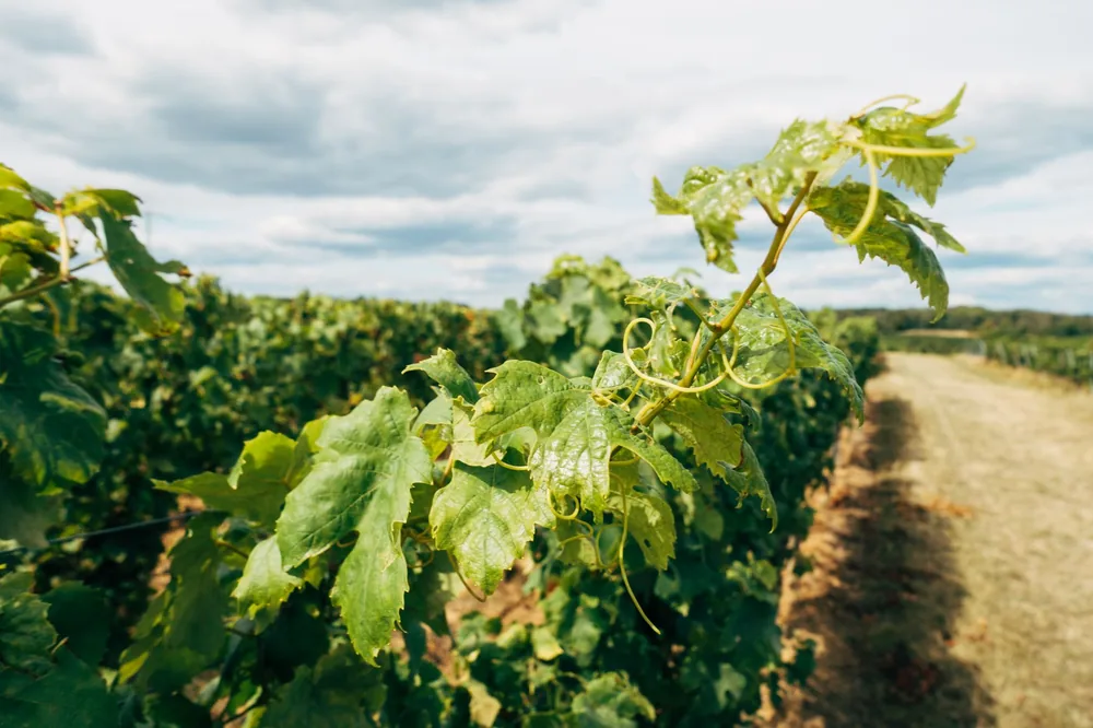 Grapevine in a sunlit vineyard, showcasing fresh green leaves