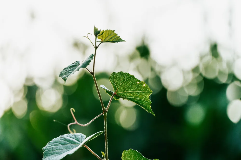 Grapevine leaves with sunlight creating a bokeh effect in the background
