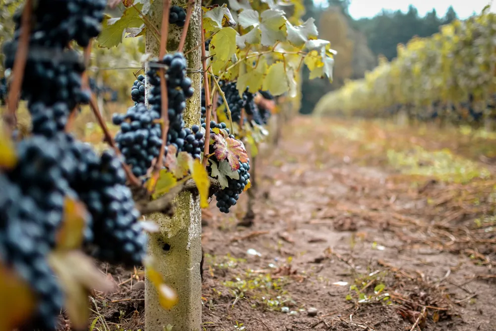 Grapevines loaded with ripe grapes in a vineyard, showcasing a rich harvest
