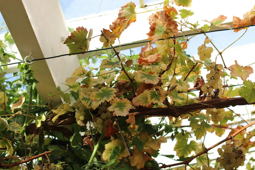 Grapevines with autumn colored leaves