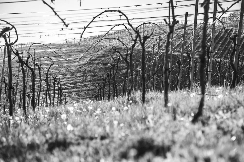 Grayscale photo of a vineyard with leafless vines in a field, showcasing rural serenity