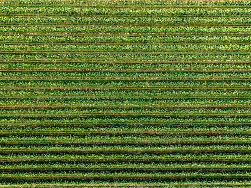 Green agricultural field rows