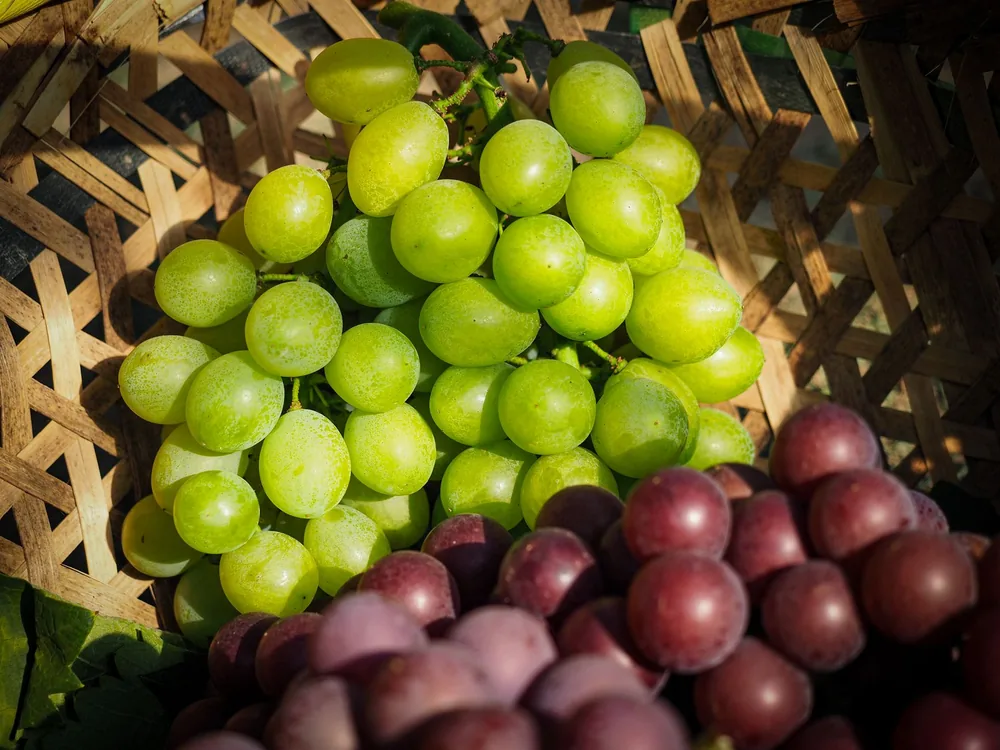 Green and red grapes beautifully arranged in a wicker basket under natural light