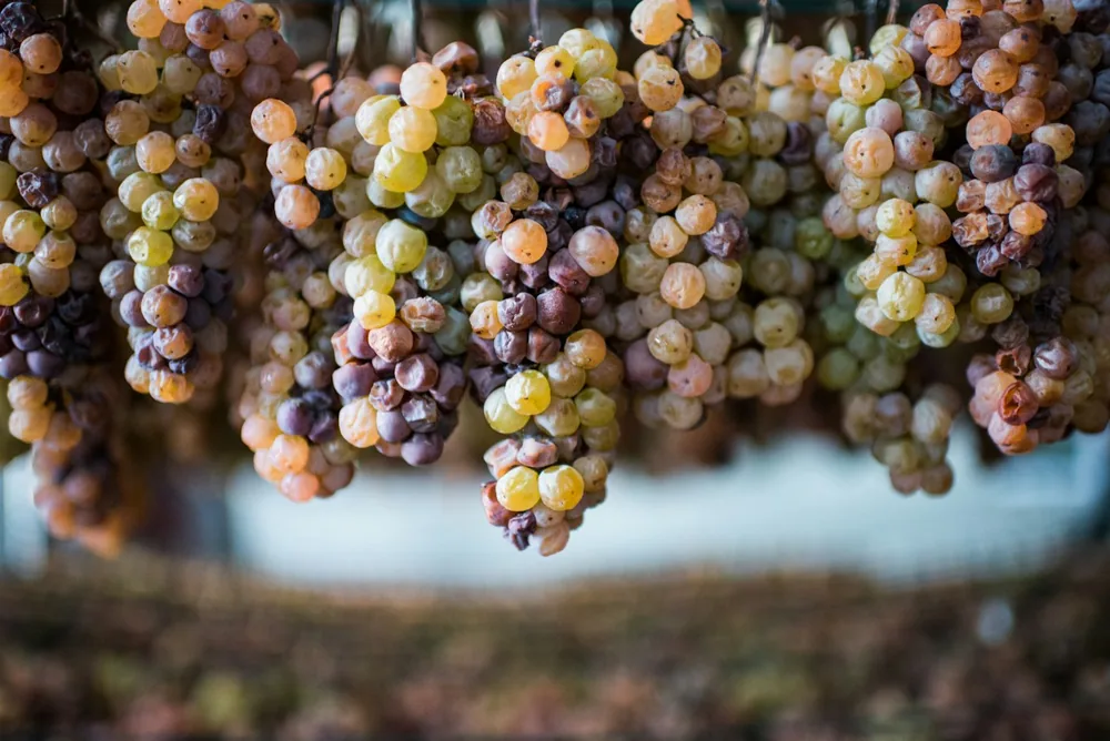 Green and yellow grapes during daytime