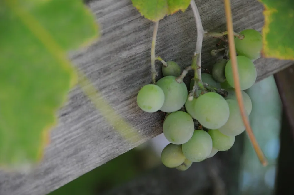 Green grape cluster hanging on a vine against rustic wood background, highlighting fresh, unripe fruit and early vineyard growth perfect for organic farming or nature themes