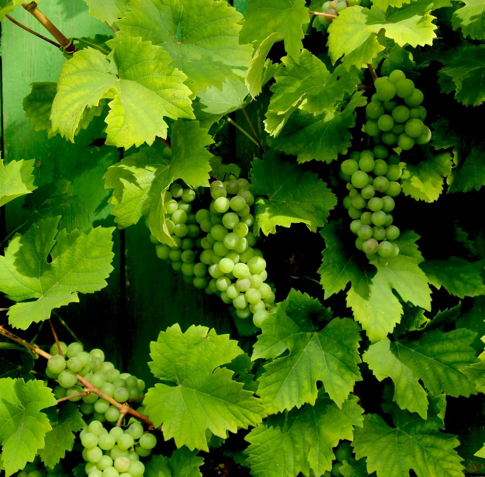 Green grape clusters and leaves on a vine during summer
