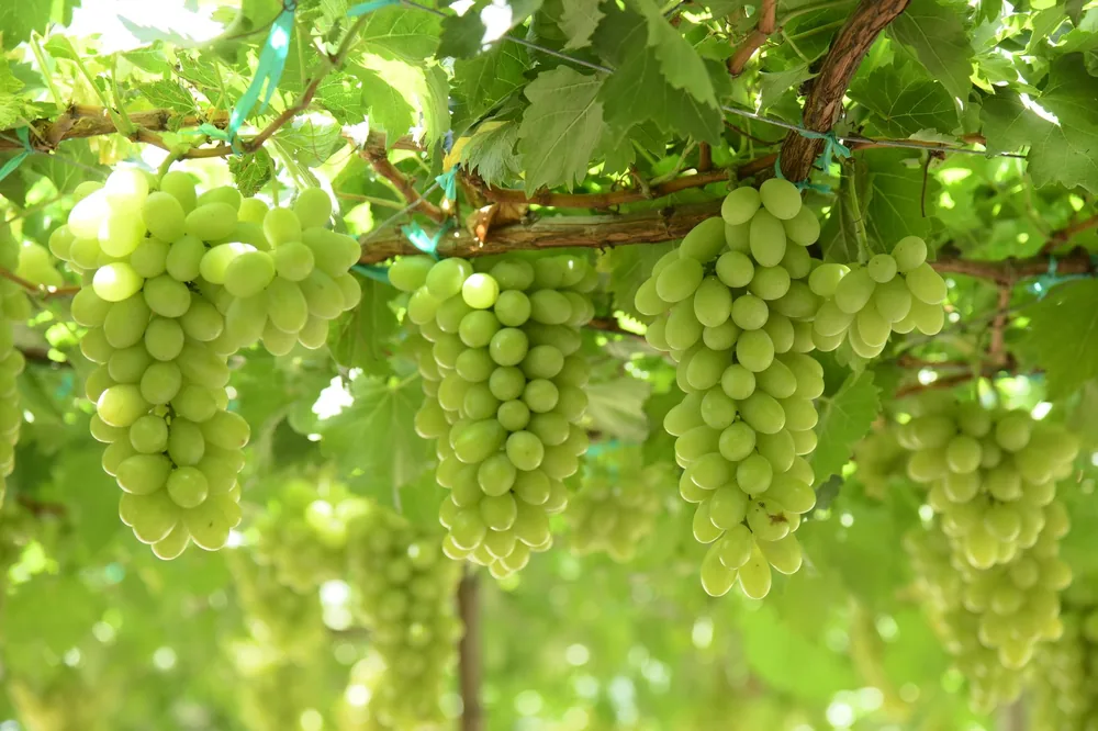 Green grape clusters on vines in sunlight, showcasing nature's bounty
