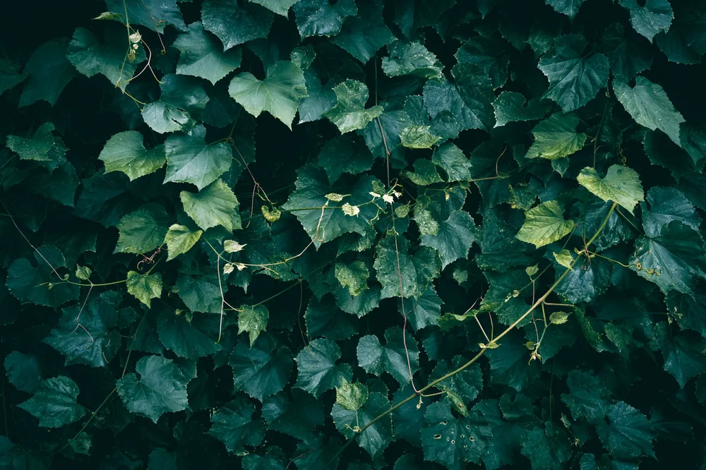 Green grape leaves creating a natural textured background outdoors