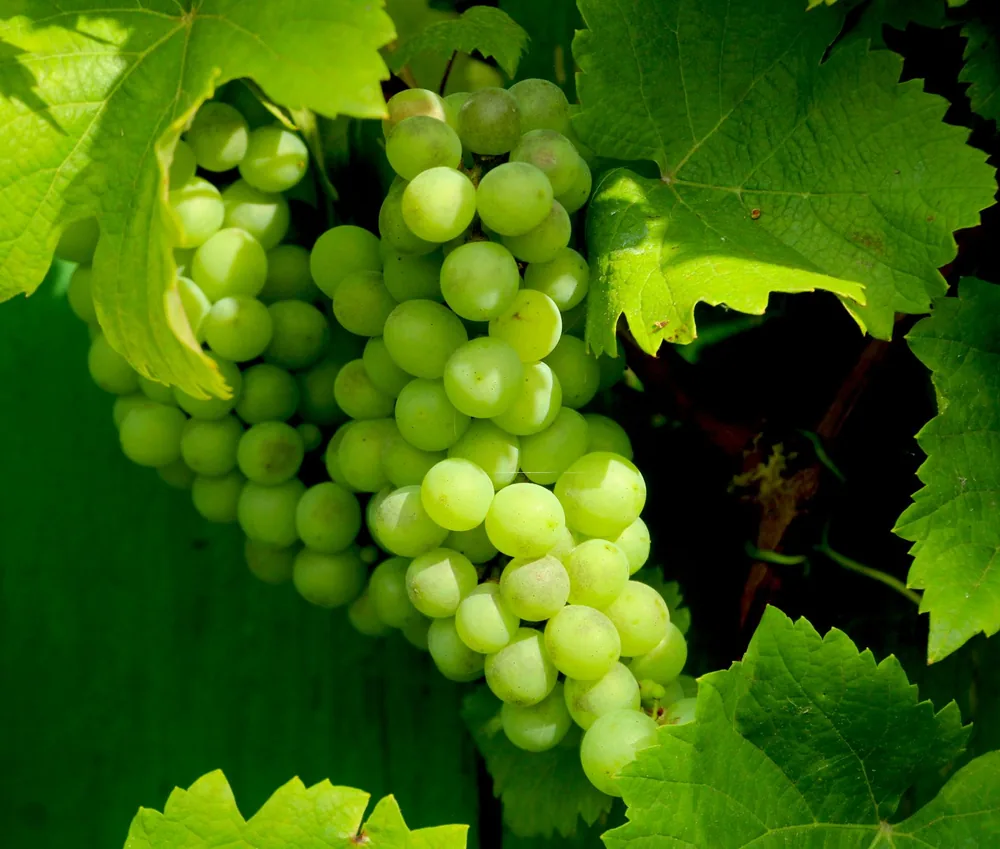 Green grapes and leaves in sunlight, symbolizing freshness and nature