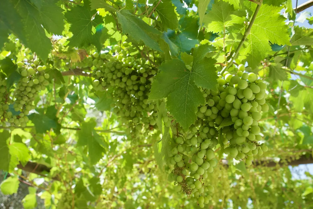 Green grapes are hanging from vines in the sunlight