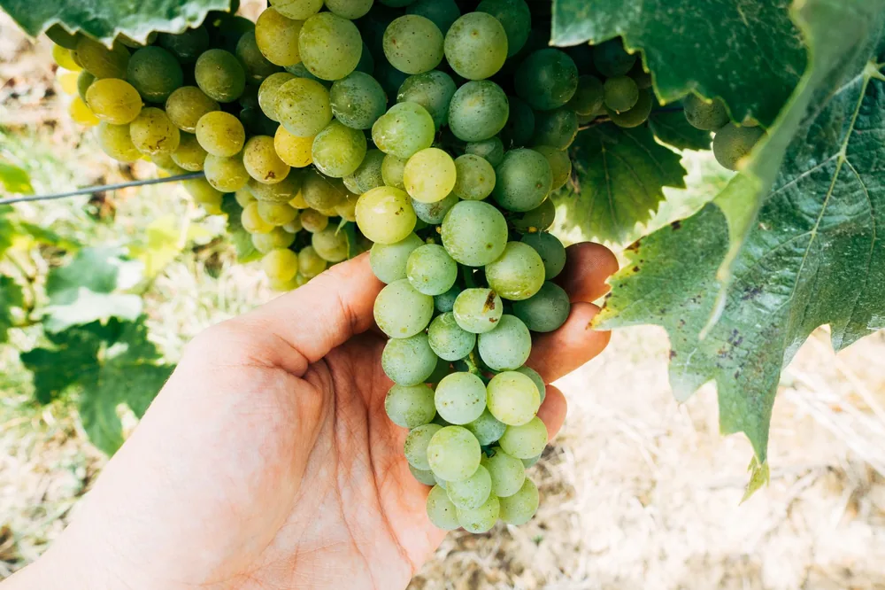 Green grapes being harvested by hand in a vineyard
