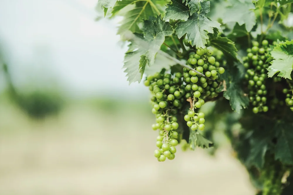 Green grapes growing on a lush vine in a vineyard captured on a sunny day