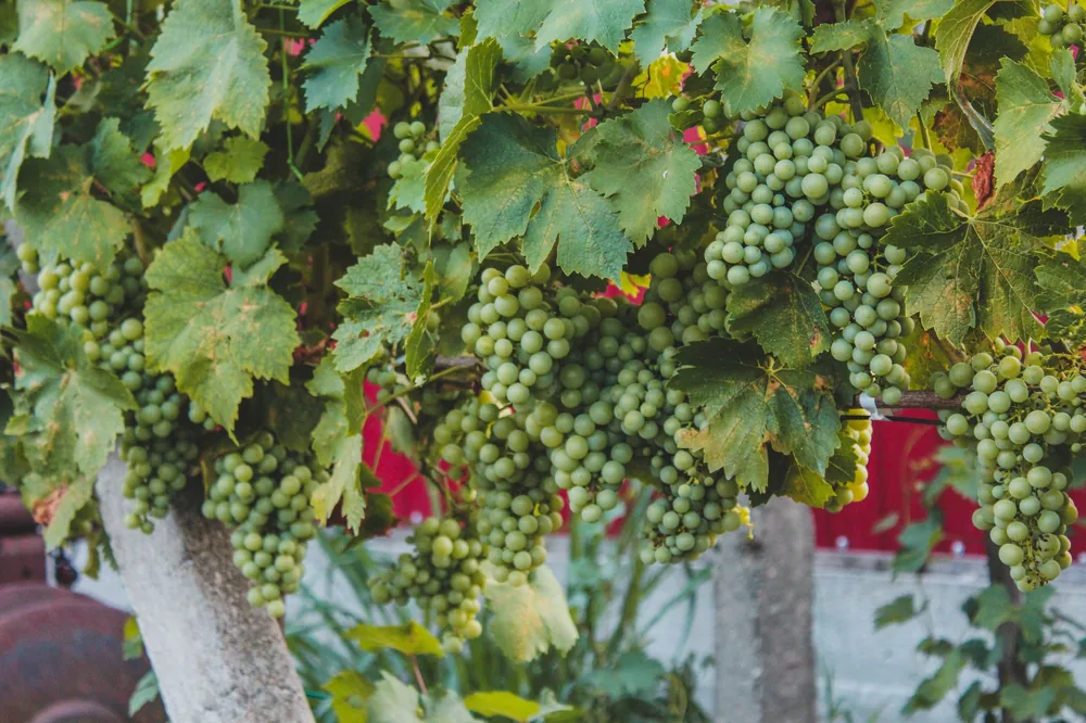 Green grapes growing on a vine in a lush vineyard setting