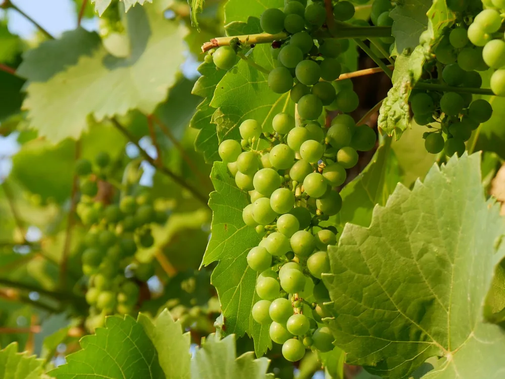Green grapes growing on a vine in sunlight, showcasing fresh agriculture