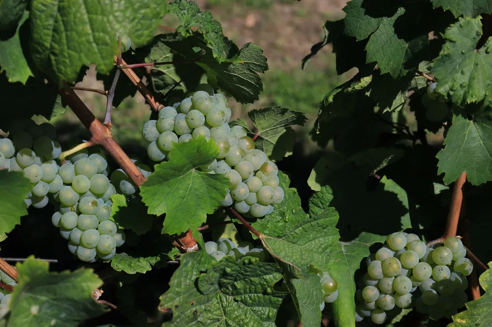 Green grapes growing on a vineyard vine, captured on a sunny day, ideal for wine production