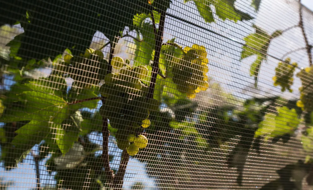Green grapes growing on vine through protective netting in vineyard