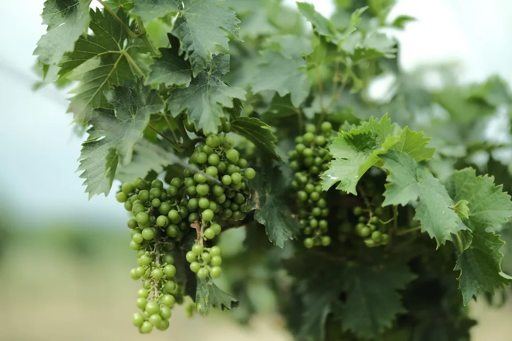 Green grapes growing on vines in a lush vineyard setting