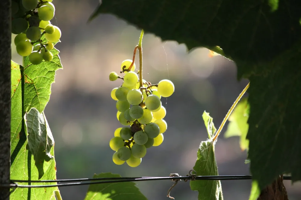Green grapes hang from a vine in the sunlight