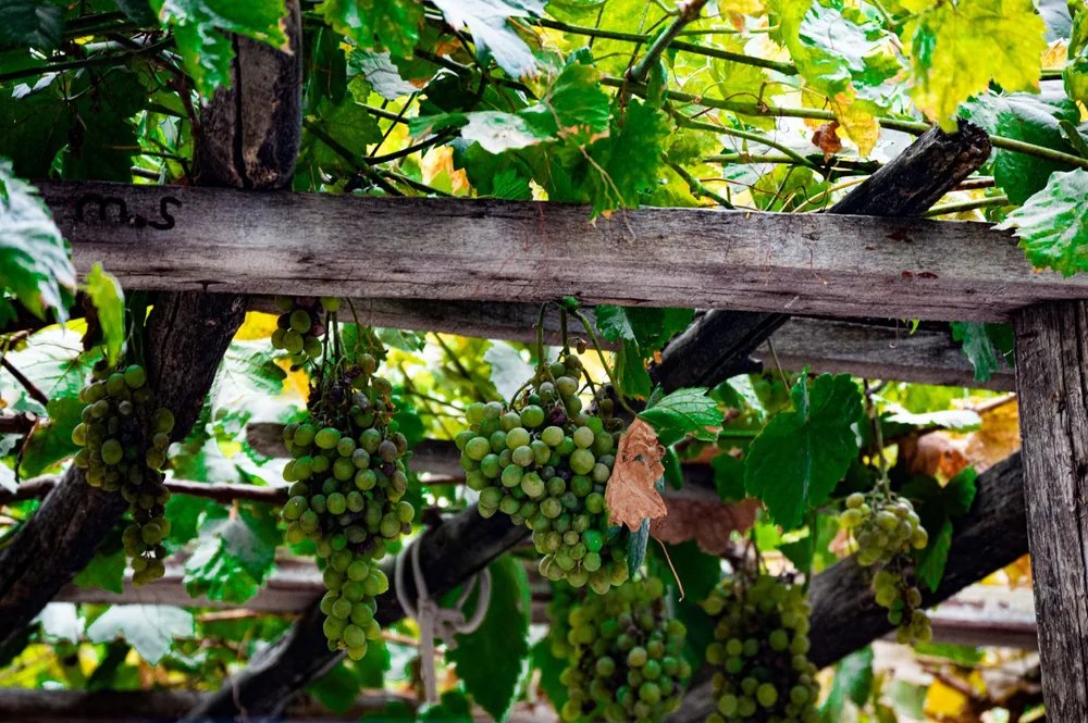 Green grapes hang on the vine under a rustic wooden trellis in a vineyard setting