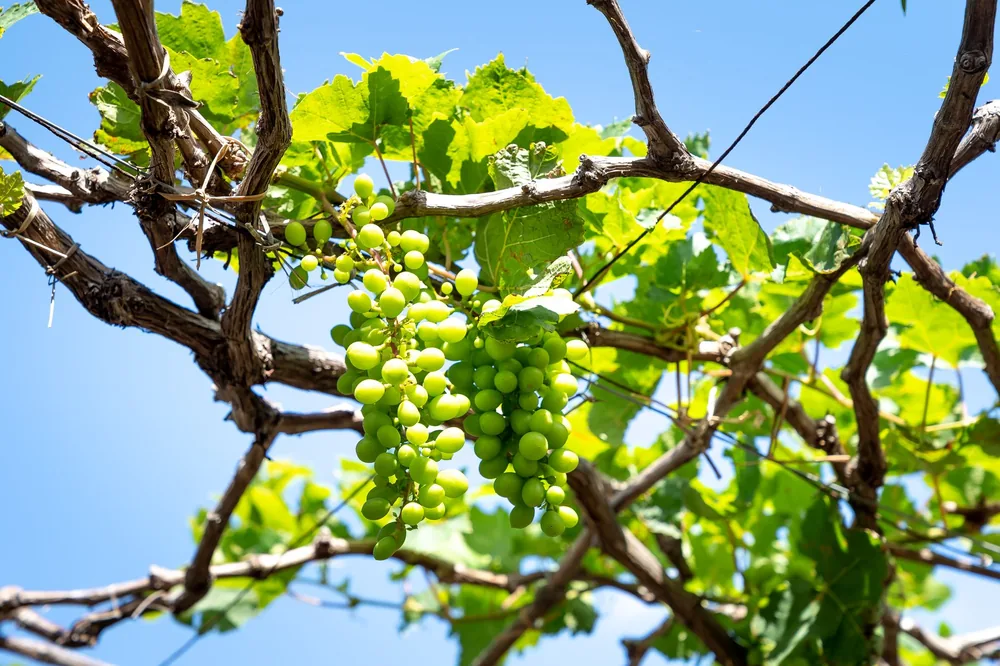 Green grapes hanging from lush vines against a clear blue sky