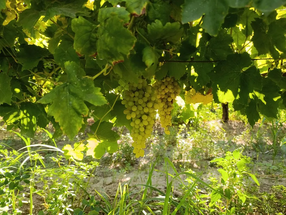 Green grapes hanging in a sunlit vineyard, highlighting fresh agricultural produce
