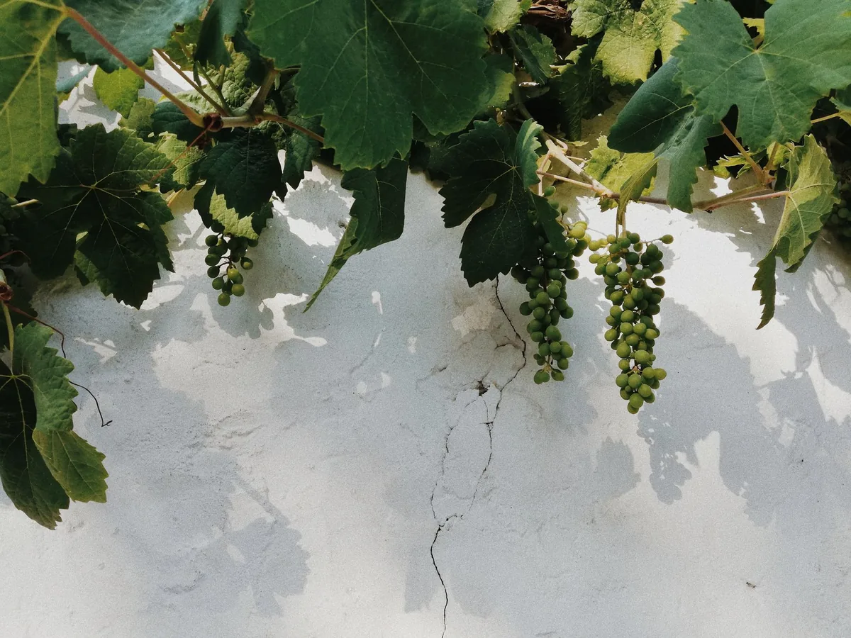 Green grapes hanging on a vine against a rustic, cracked wall under natural light