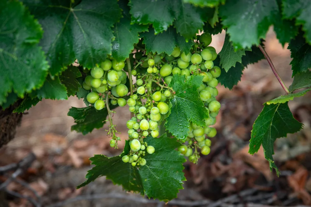 Green grapes hanging on a vine in a vineyard, showcasing fresh organic growth