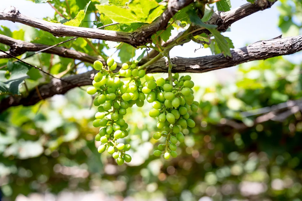 Green grapes hanging on a vine in a vineyard with lush leaves around