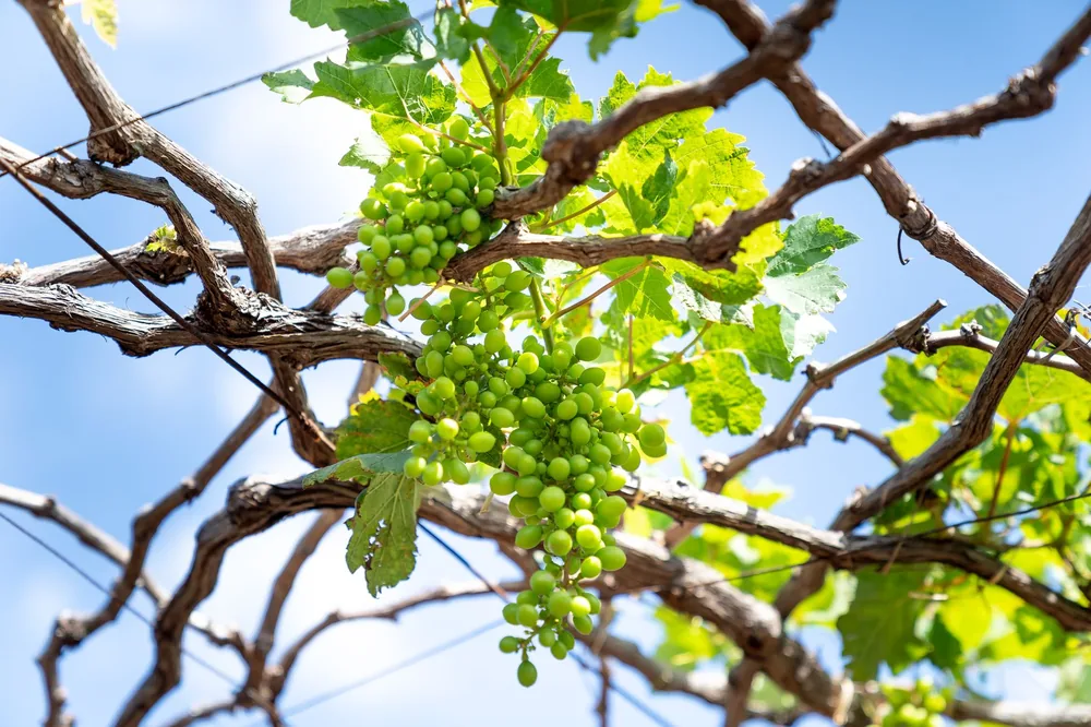 Green grapes hanging on a vine under a clear blue sky