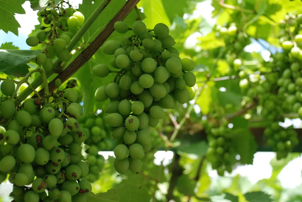 Green grapes hanging on the vine under bright summer sunlight