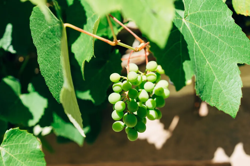 Green grapes hanging on vine in sunlight, surrounded by lush leaves