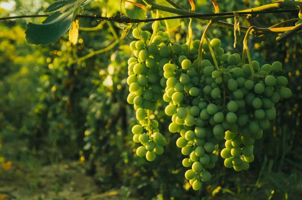 Green grapes in a sunny vineyard, ideal for winemaking themes