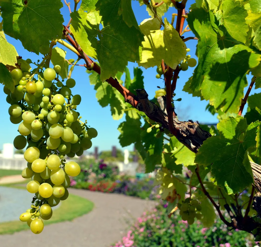 Green grapes on a vine in a sunny vineyard. Perfect for agriculture themes