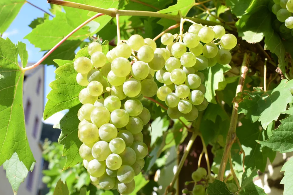 Green grapes on a vine in bright sunlight, showcasing natural freshness
