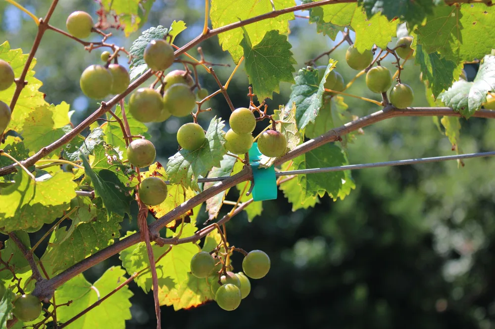 Green grapes on a vine under the sunlight, ideal for nature themes