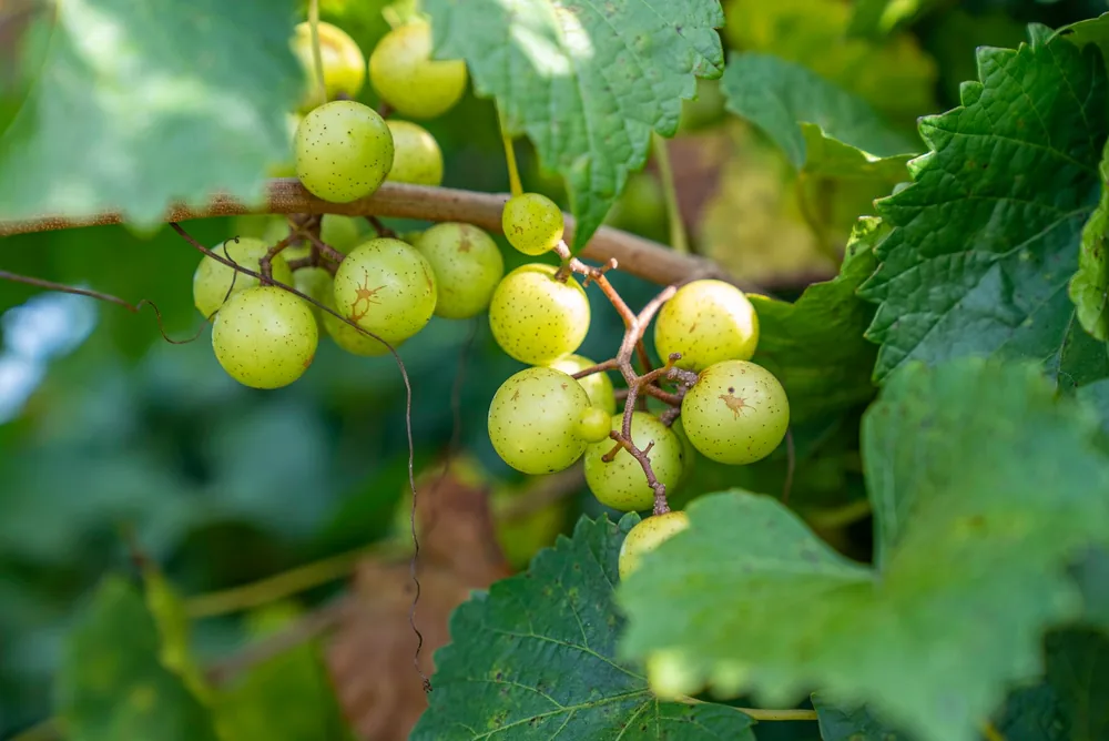 Green grapes on a vine with lush leaves in a vineyard setting